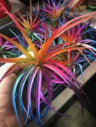 You will receive one beautiful custom colored live air plant. We only use an organic non-toxic plant safe enhancer...