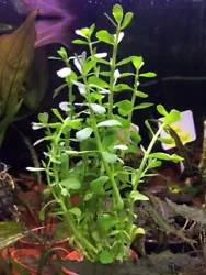 Bacopa monnieri plante daquarium vendu par lot de 7 tiges de 10 à 20 centimètres. Dautre part u n aquarium bien garni...