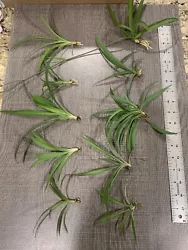 Spider Plant 10 pieces ready to Root Plants Easy Care Cleans Indoor Air. Shipped free with USPS First Class. The last 2...