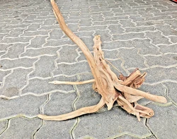 40X40X25 cm environ! splendide racine araignee. echinodorus bleheri x 2 plante a racine aquarium facil (#260489289684)...
