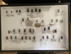 Belle collection de DORCADION soit sur paillette soit épinglés. Vendu avec les boites de présentation. (6 boîtes et...