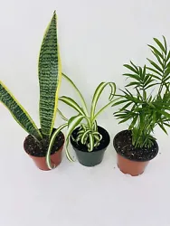 You will receive 3 plants growing in 4