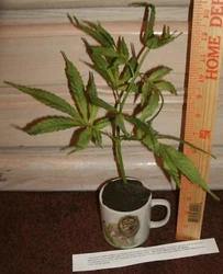 I used my coffee cup (not included). You will have fun choosing a special pot for yours. Cover in real dirt gives it an...