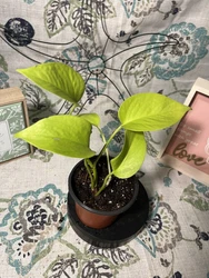By purchasing you agree that you are purchasing the photographed plant. This is the exact photographed plant.