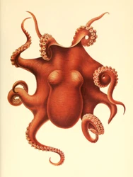 Good gift for anyone who likes scientific botanical illustrations of animals, coastal sea life, sandy beaches, or...