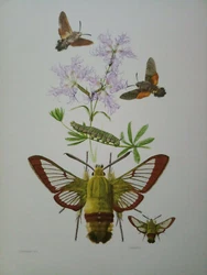 SPHINGIDAE VI. Planche no 138. Véritable planche neuf. Toucher que pour lenvoie. En 7-9 couleurs d’après les...
