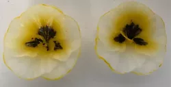 2-Point a Ligne White/Yellow Pansy Floating Candles Made in France. One Candle is Slightly Used(see photos). Shipped...