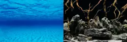 Echinodorus bleheri x 2 plante a racine aquarium facil (#260489289684) 2,60 EUR Afficher lobjet. 5 HYGROPHILA DIFFORMIS...