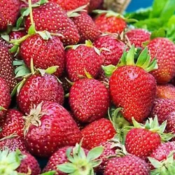 Albion strawberry produces very large fruit that is mostly conical, very firm and red in color. To get the high yields...