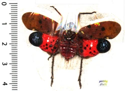 PENTHICODES ATOMARIA (homoptera - fulgoridae),Weber 1801 - Indonesia. PENTHICODES ATOMARIA (homoptera -...