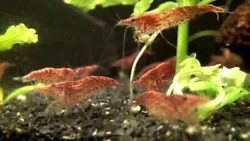 15 crevettes deau douce (jeunes adultes de taille comprise entre 0,5 et 1 cm) pour aquarium tropical 23 - 27 °C issus...
