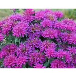 Bloom Characteristics:This plant is attractive to bees, butterflies and/or birds. Bloom Color:Purple. Height:24-36 in....