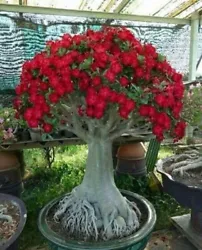 All these mature plants are at least three years old and ready to bloom. These adenium are drought tolerant and enjoy...
