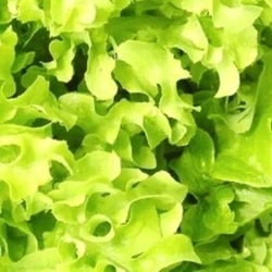 Type: Heirloom Leaf. Soaking seeds in water for 12-24 hours before planting will help speed up germination. Germ +...