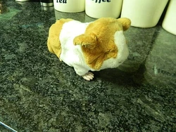 Cute Hasbro Fur Real Guinea Pig. This interactive Guinea Pig opens its eyes, sniffs, squeals, turns its head, purrs and...