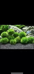 1 ”Moss ball. These are on average 1.5