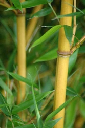 The Golden Crookstem is hardy down to -10°, making it probably the hardiest of all the yellows. Also, like the other...