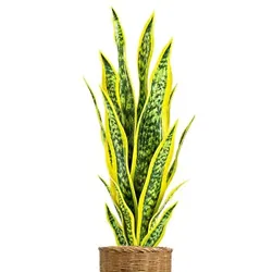 Enhance your Décor Quickly and Efficiently - Our artificial snake plant are perfect for living rooms, bedrooms, grand...