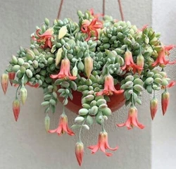 When ordering, be mindful that living succulents can freeze.