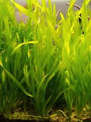 vallisneria spiralis plante aquarium facile débutant lot de 5 pieds.