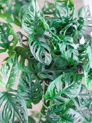 Monstera Adansonii Swiss Cheese 3 Cuttings Indoor / Outdoor House Plant.