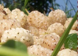 White Mulberry Tree - Morus Alba - Live Plant - Feed Silk Worms. White mulberry fruits are generally very sweet but...