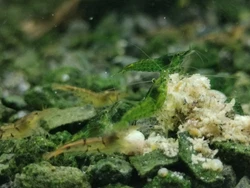 Lot de 12 Crevette aquarium néocaridina green sol neutre, eau du robinet.