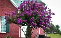 Catawba Crape Myrtle. Lagerstroemia indica Catawba. Displays large, long lasting clusters of dark purple crepe-like...