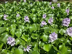This sale is for 2 Water Hyacinth Pond plants.These plants act as a natural algaecide for your pond water...