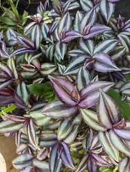 You need to just tuck them in soil and water well. Then watch them grow. these will even root in just water but will...