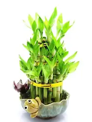Lucky Bamboo is often billed as a low light houseplant. Low light isn’t no light. The lower the light, the less...