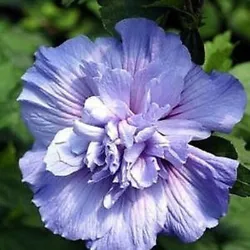 You will geta Blue Hibiscus syriacus - Blue Chiffon - Rose of Sharon 4
