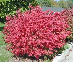 You are buying 10 Dwarf Burning Bush bare root plants 4-10