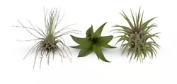 SIZE: Ionantha are miniature tillandsia. Plants received can range in size from 1/2
