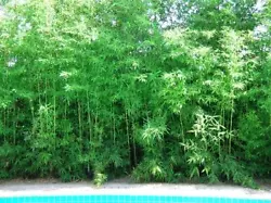 Bambusa Malingensis. Seabreeze Bamboo. Seabreeze is a very attractive bamboo that has many unique qualities – it is...