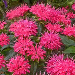 Bloom Characteristics:This plant is attractive to bees, butterflies and/or birds. Bloom Color:Red. Sarlet (dark red)....