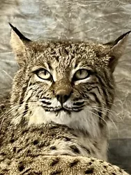 Here is a Beautiful Bobcat (Lynx Rufus) mount just completed this month.