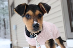 Pink Knit Dog Or Puppy Sweater Size Small. Condition is 