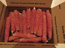 10 Dry whole corn cobs. arts crafts pen blanks pipes potpourri and other uses ect. Primitive Christmas decorative...