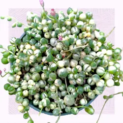 Variegated String of Pearls is a well loved wishlist item for all plant collectors. The thin, string-like stems trail...