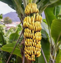 It will grow to about 8 feet (10 feet outdoors in South Florida) and has a solid heavy trunk. This Musa is a fast...