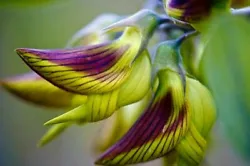 Crotalaria Cunninghamii Green Birdflower Seeds. Each flower looks like a bird that is attached by its beak to the stem...