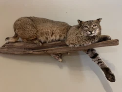 Bring home a magnificent addition to your hunting collection with this stunning bobcat Taxidermy Mount. The lifelike...