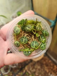 String of Turtles (Peperomia prostrata) is a tiny succulent native to Brazilian rainforests that thrives in warm...