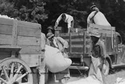 Black cotton pickers help load truck with cotton. Near Lehi, Arkansas. Superb 4 x6 glossy photo. Amazing Great...