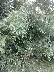 1-Arundinaria Gigantea. It was almost eradicated when settlers started clearing land for planting and pasture lands. 1...