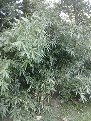 2-Arundinaria Gigantea. It was almost eradicated when settlers started clearing land for planting and pasture lands. 2...