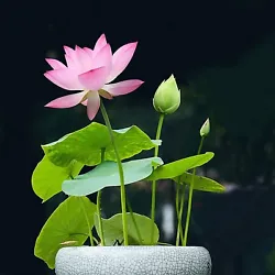 EASY TO GROW: Hich Germination rate, can start them in a cup of water. Or plant directly in the soil of a pond or Koi...