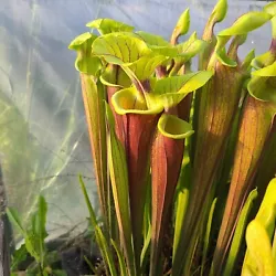 Sarracenia Flava Rubricorpora AG3 clone. Here is a great opportunity for you to win a fun and easy to grow carnivorous...