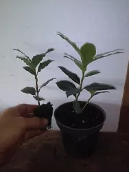 They are at least a year old from cuttings. They do well in partial shade. you can grow these plants they are quite...